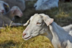 Goat Herd Of Goats