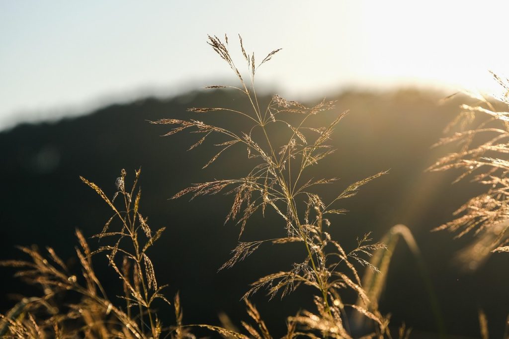 Grass Dry Grass
