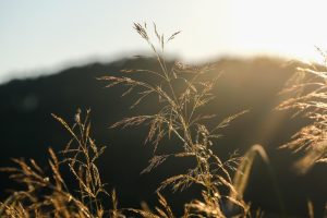 Grass Dry Grass