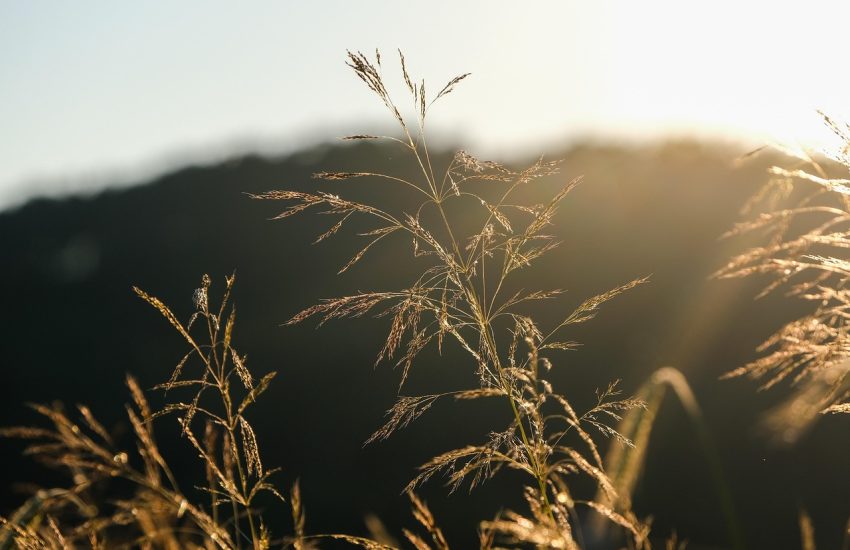 Grass Dry Grass