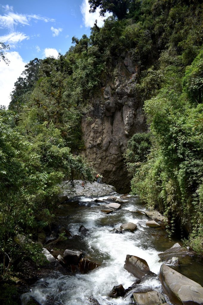 Green jungle today