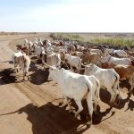 Senegal Savanna