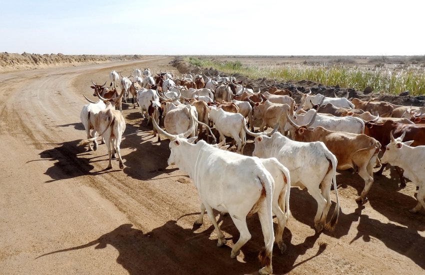Senegal Savanna