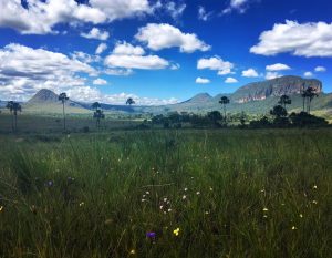 The cerrado savanna of central Brazil, the Xavante homeland.