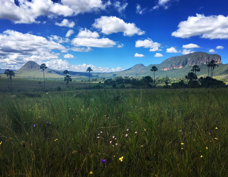 The cerrado savanna of central Brazil, the Xavante homeland.