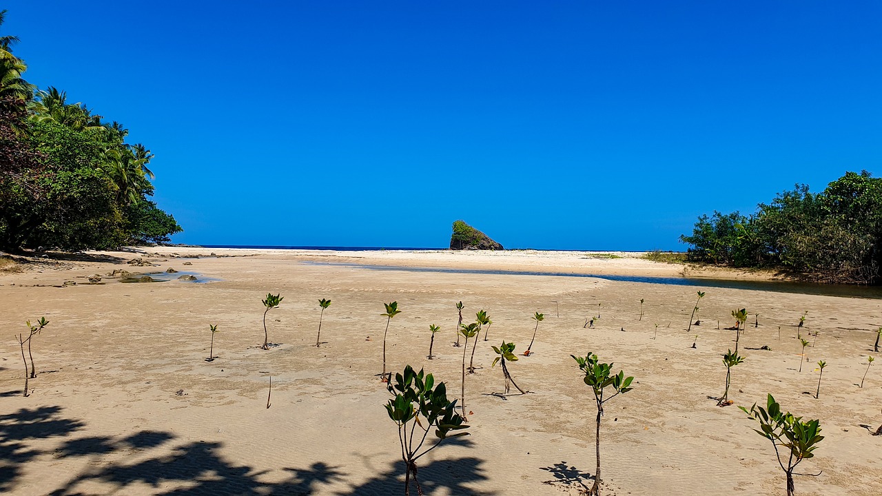 Beach Mangrove