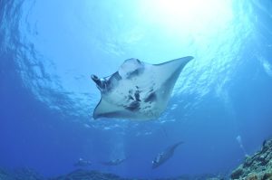 Manta Sea