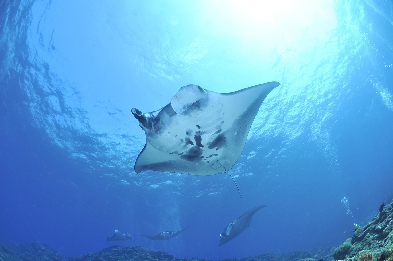 Manta Sea