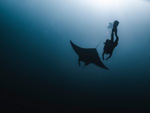 Manta Rays