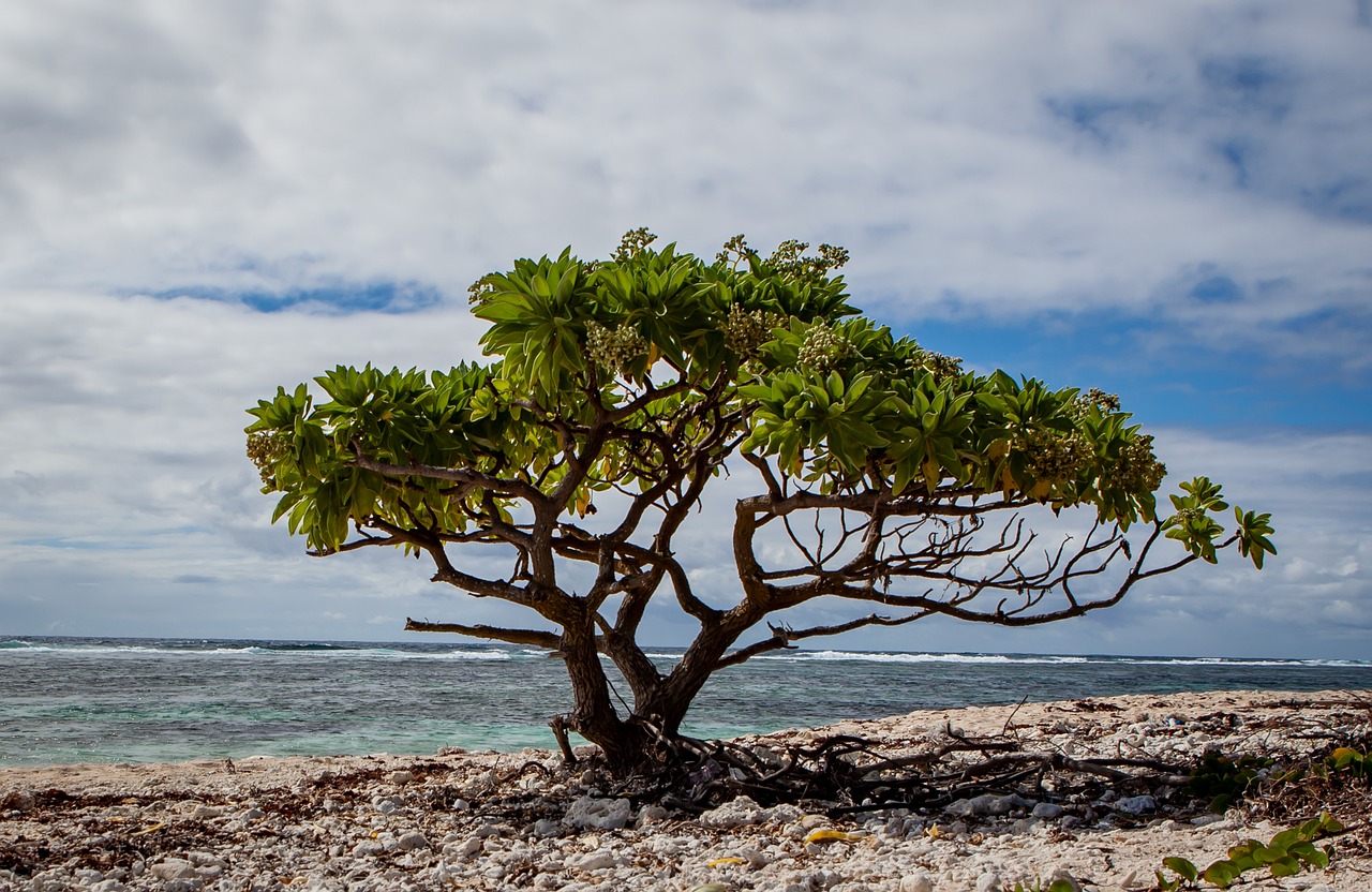Lone Tree Beach