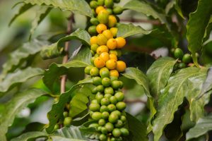 Bush plant