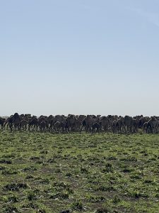 A herd of camels in the Sahel; the Zaghawa are herders and caravaneers.
