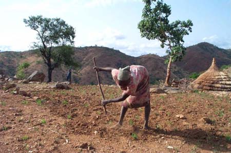 Farming in the South Sudanese borderlands; the Azande are cultivators and hunters.