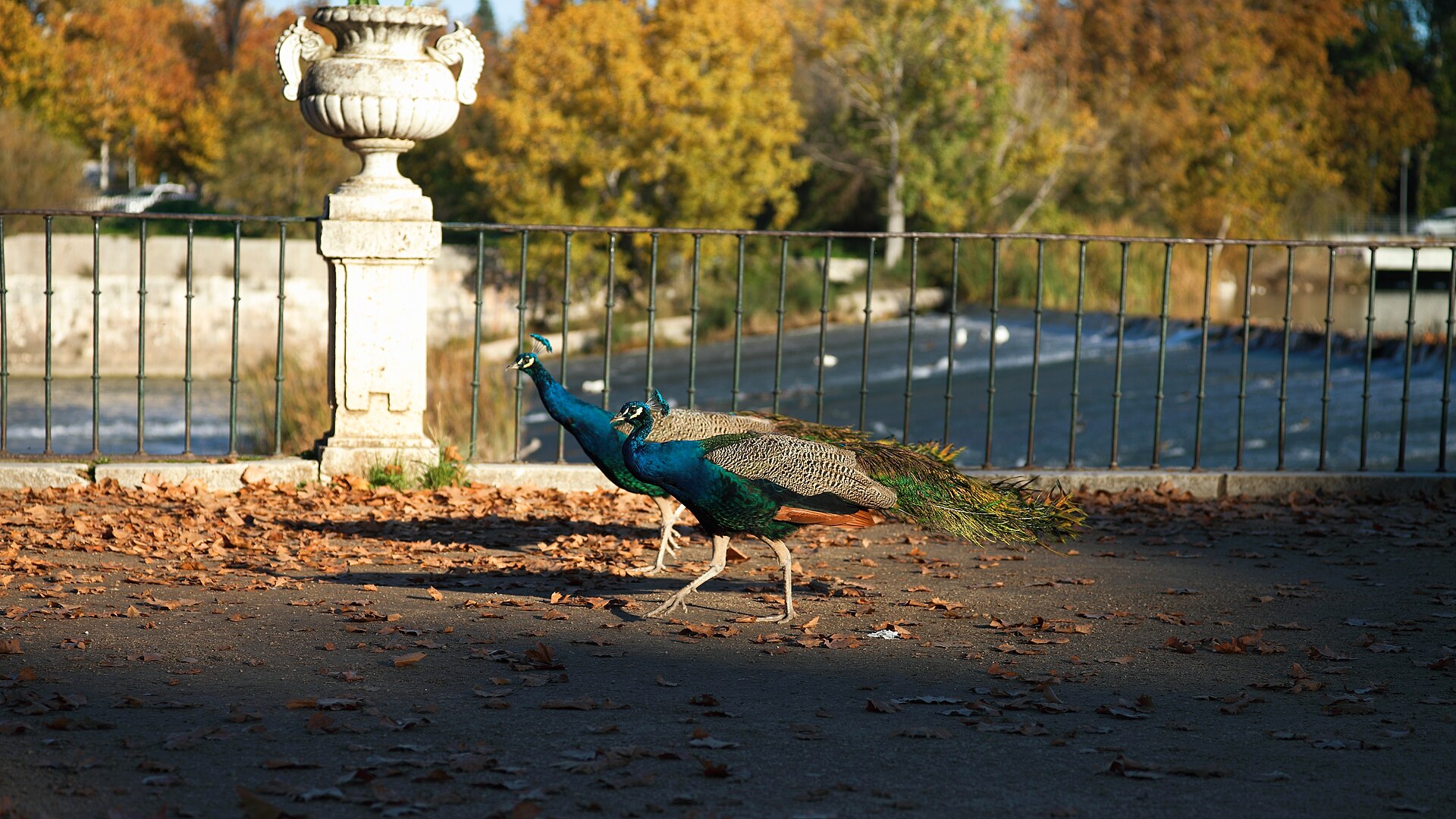 Peacocks in the gardens of Aranjuez