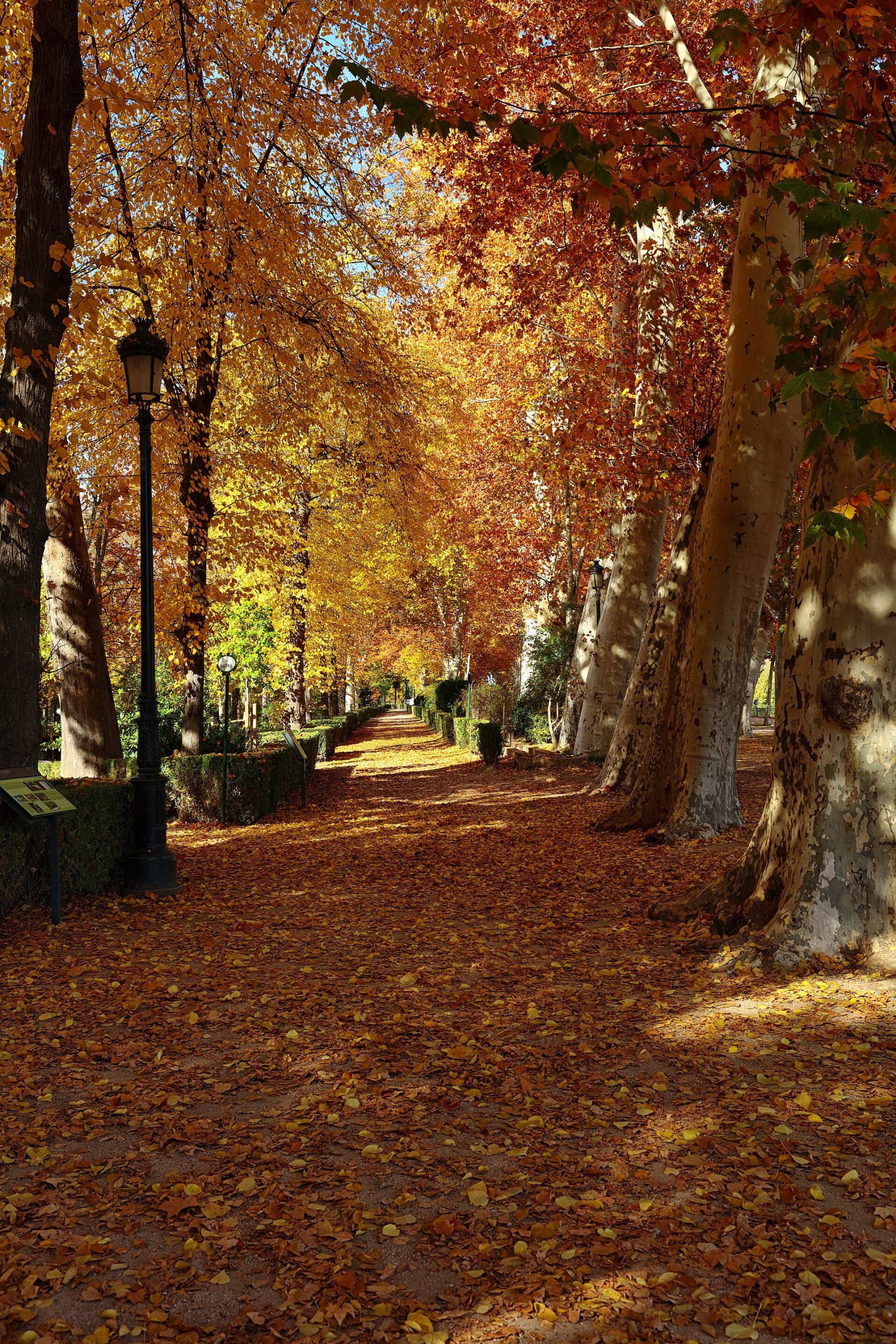 A tree-lined walk in the Island Garden of Aranjuez