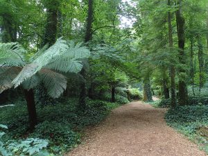 The lush Fern Garden, part of the varied and romantic grounds of the estate