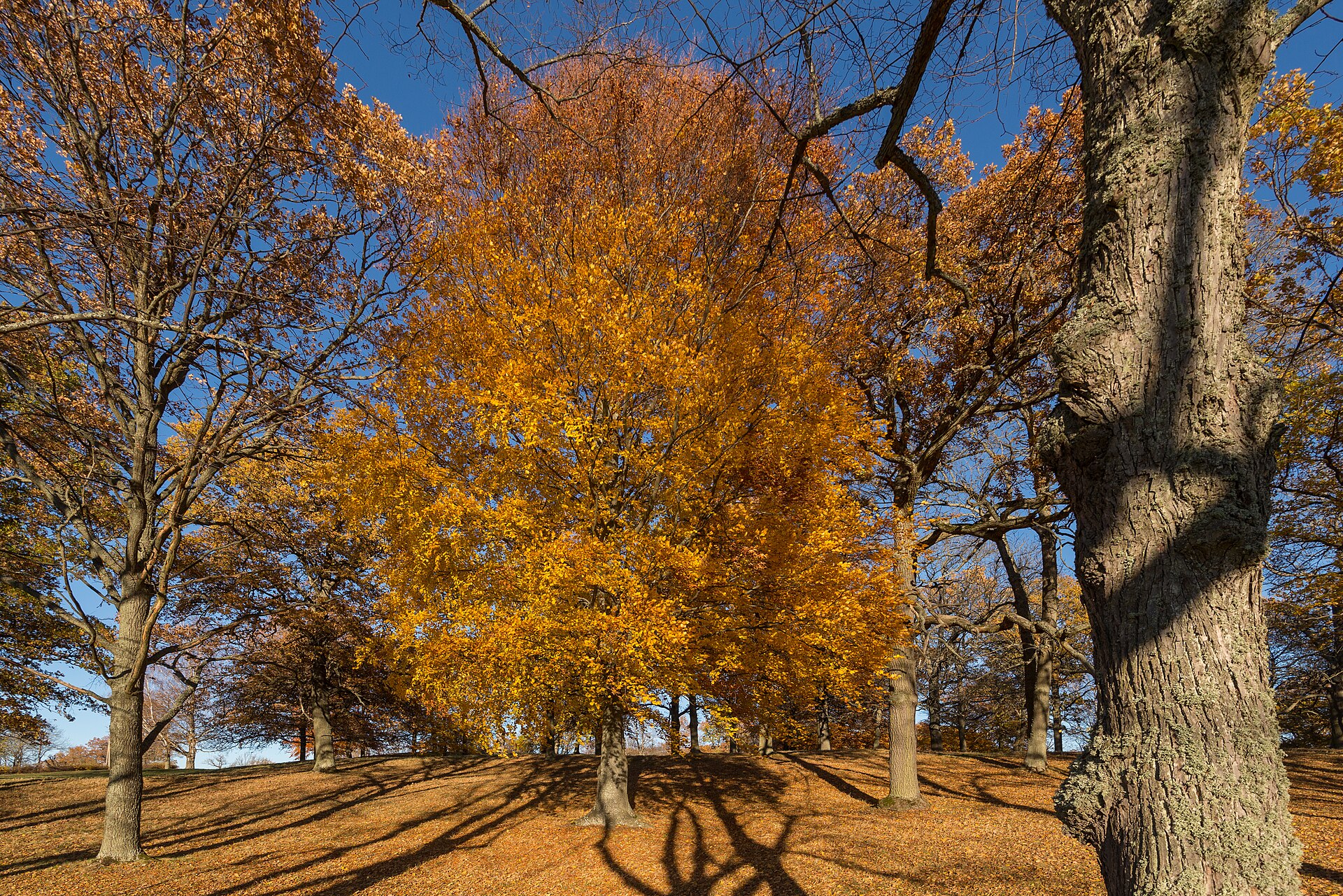 Autumn light over the palace grounds