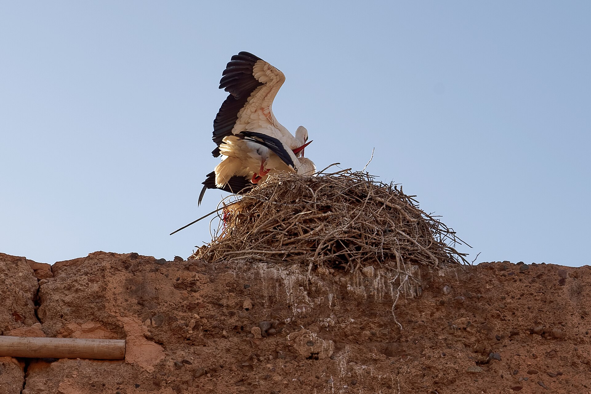 A stork nest crowning the walls of El Badi