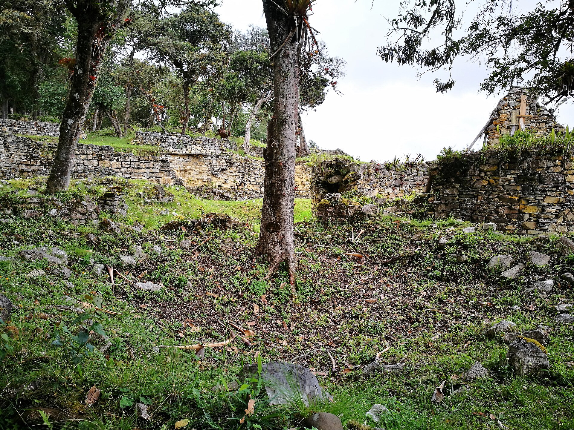 The ruins of Kuélap among the cloud-forest vegetation