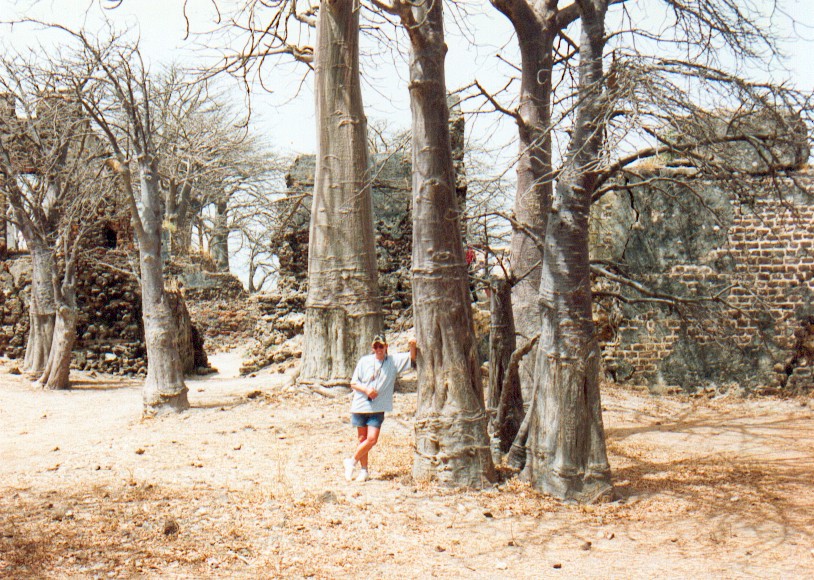 The old walls of Fort James among the baobabs