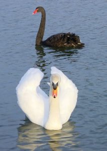 Swans gliding on the moat that wraps the castle on every side
