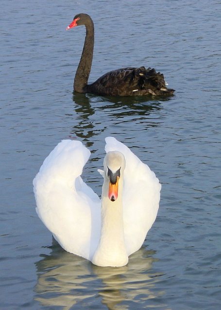 Swans gliding on the moat that wraps the castle on every side