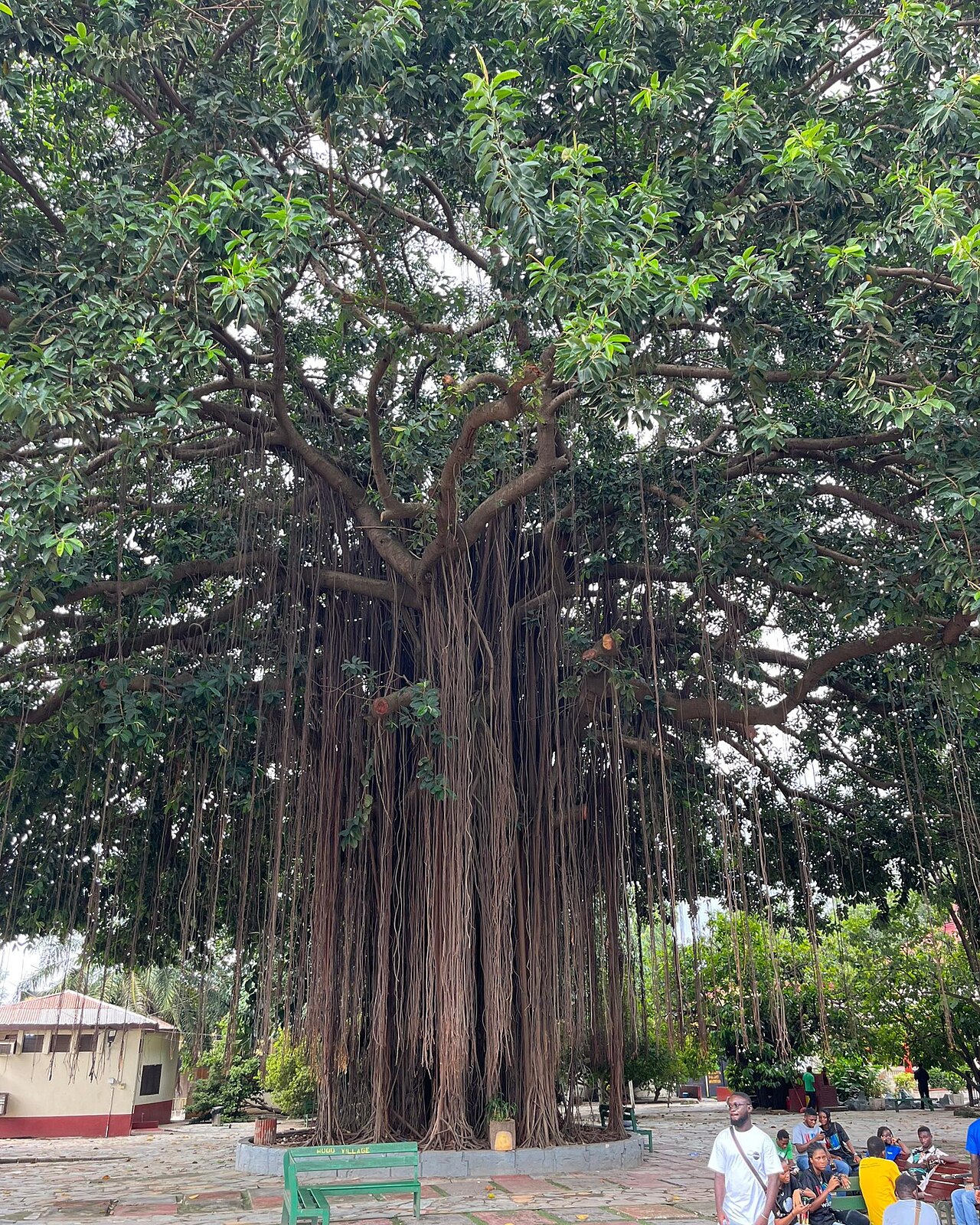 A great banyan tree in the grounds of the palace museum.