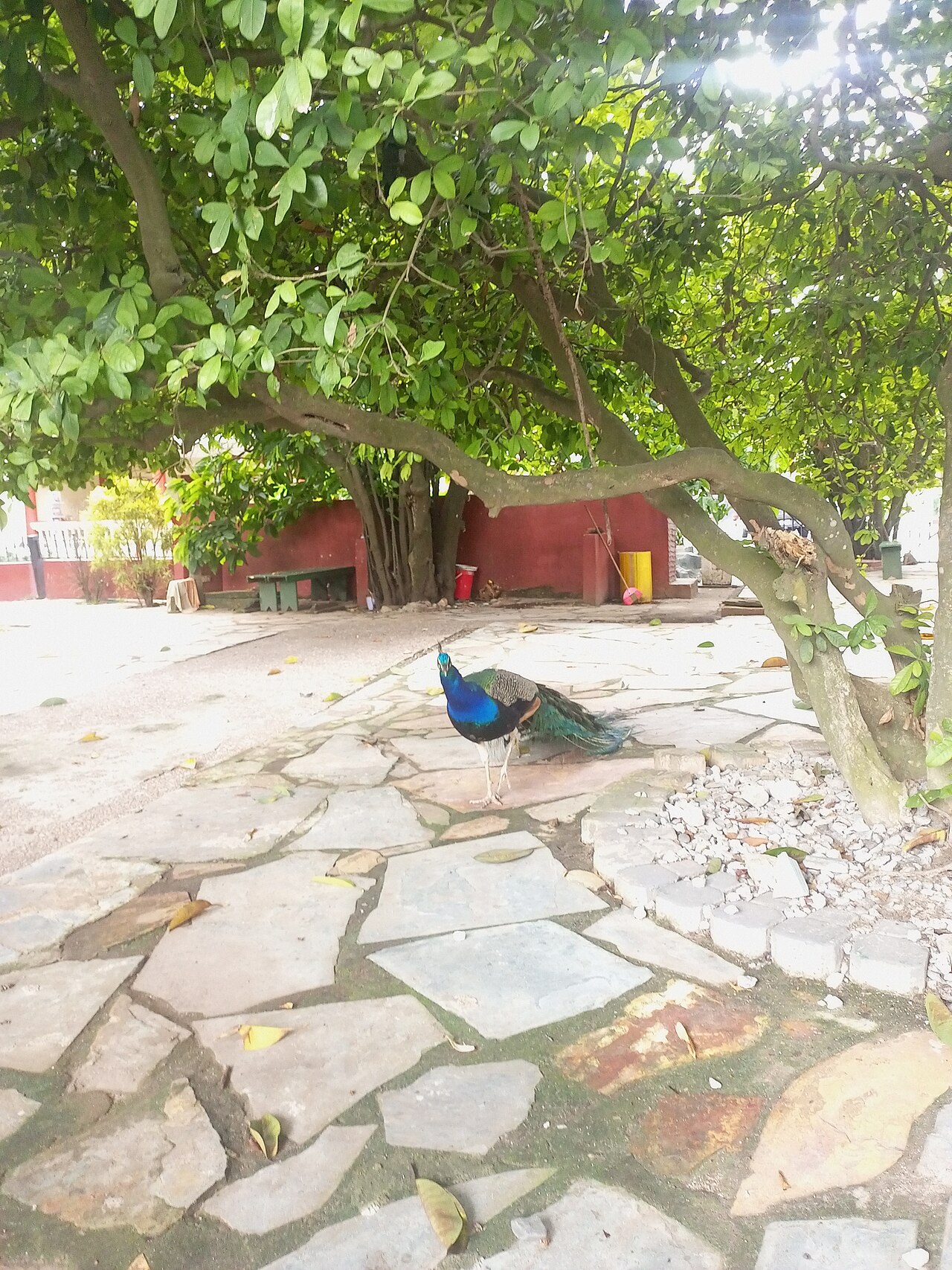 A peacock in the gardens of Manhyia Palace.
