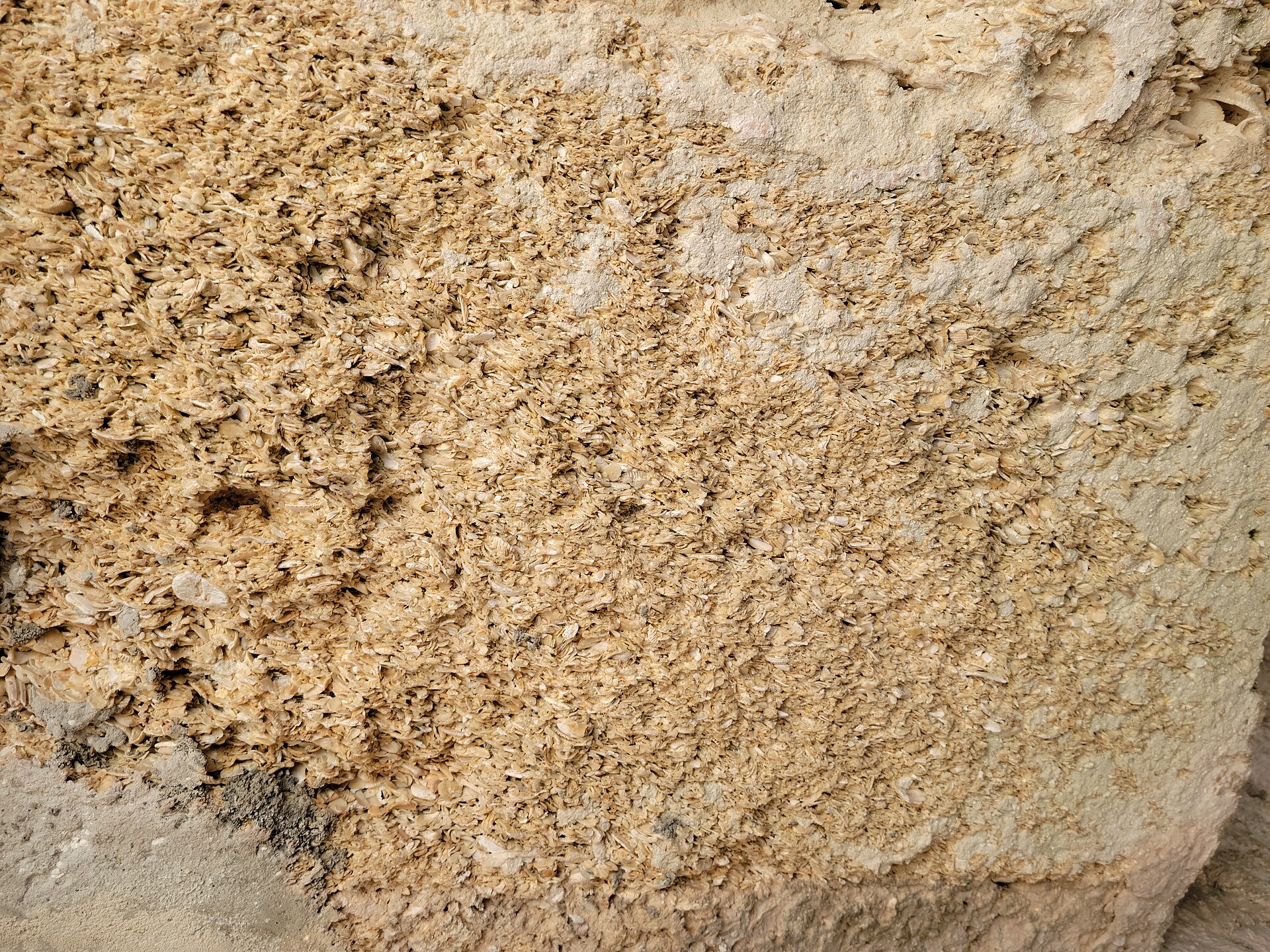 A close view of the shell-flecked coquina wall
