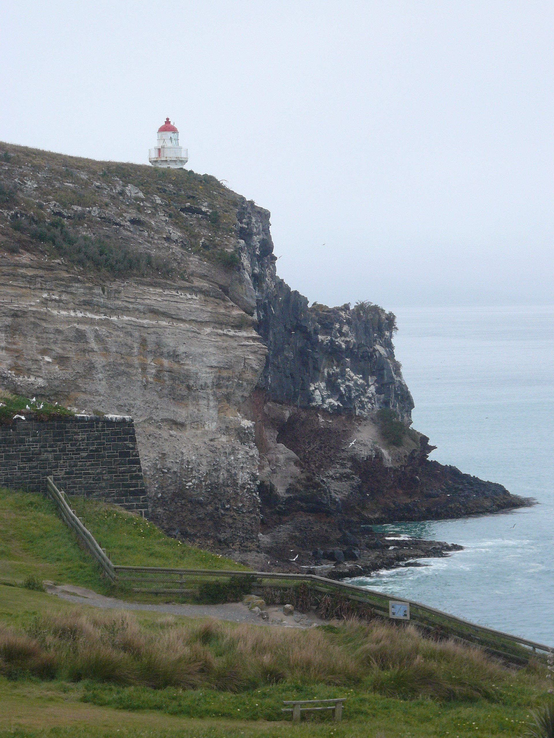 A royal albatross colony shares the headland with the fort