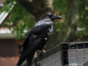 A resident raven, kept at the Tower by a legend that says the kingdom falls if the birds ever leave