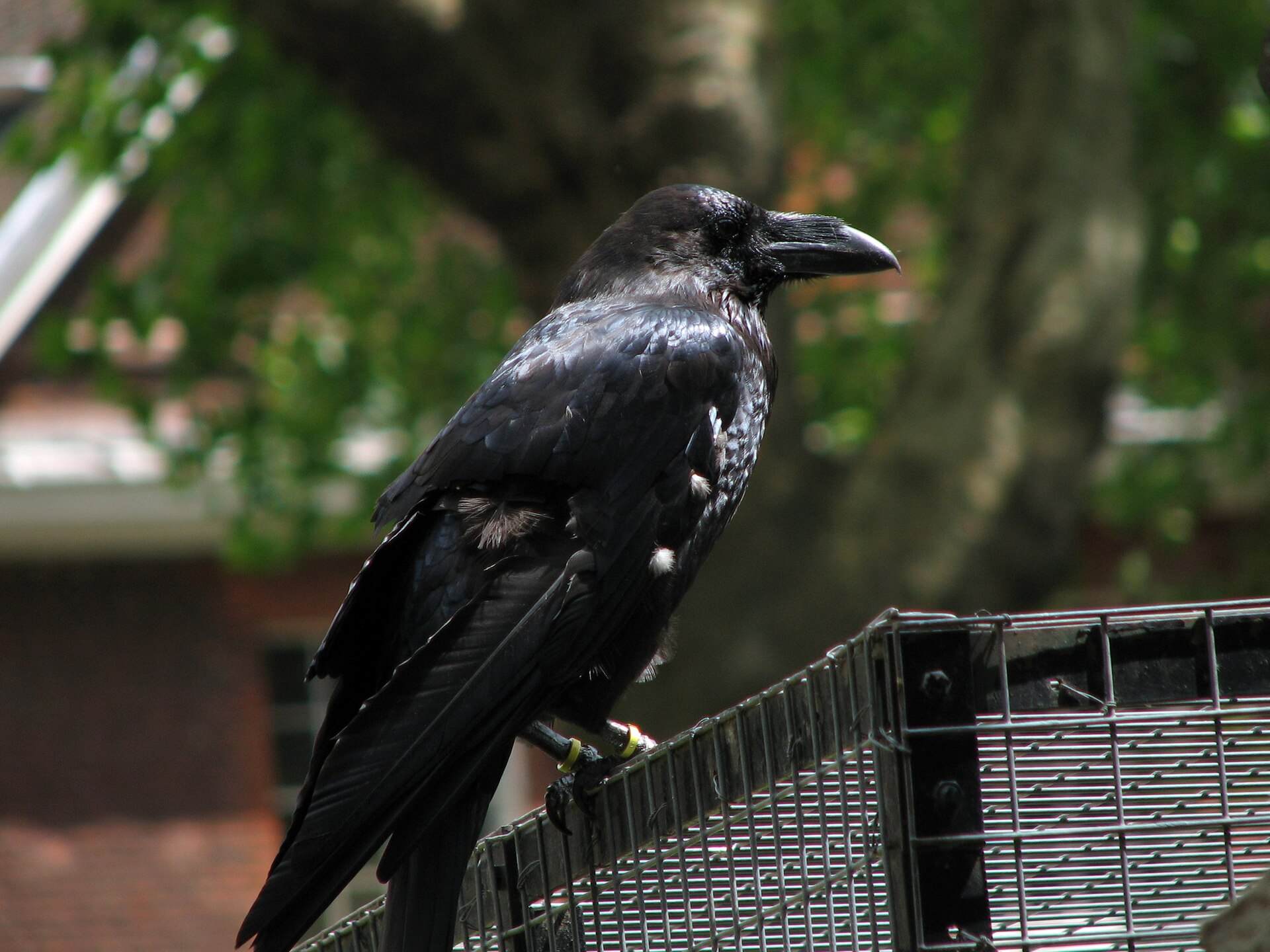 A resident raven, kept at the Tower by a legend that says the kingdom falls if the birds ever leave