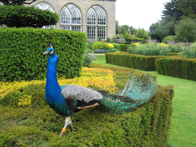 A peacock strutting through Warwick's gardens, laid out below the castle walls