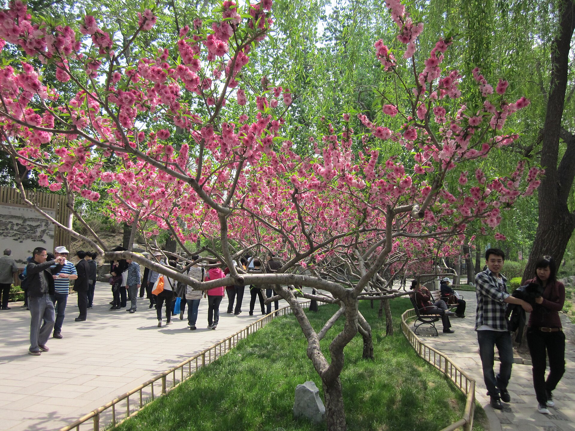Peach blossoms in the Old Summer Palace