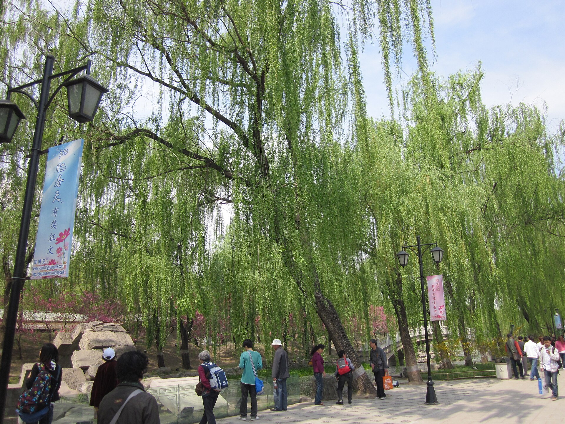 Willows along the water at Yuanmingyuan
