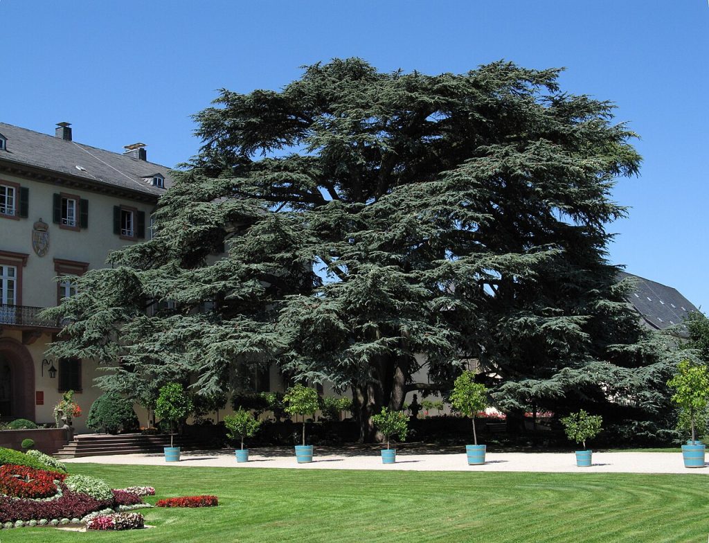 The cedars of Lebanon in the park