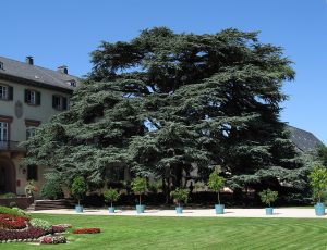 The cedars of Lebanon in the park
