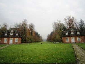 A view along a forest avenue