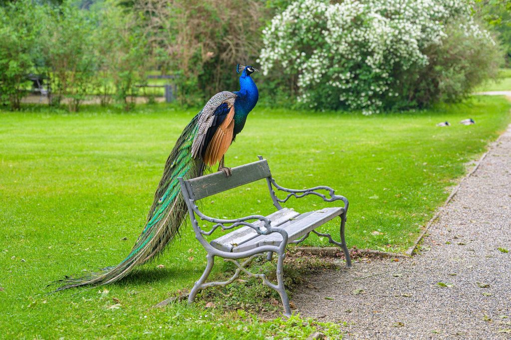 A peacock in the palace park