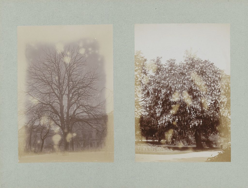 Trees in the palace garden