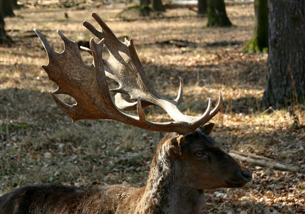 A deer in the park of Monrepos