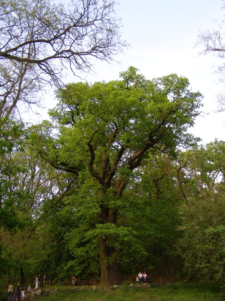 The ancient oak known as Edward