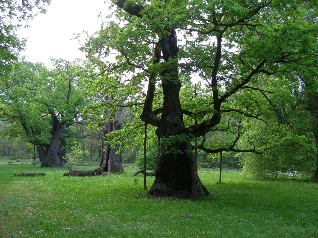 The famous Rogalin oaks